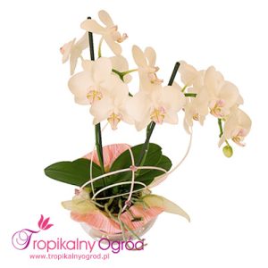 Storczyk Phalaenopsis (KOD 107)