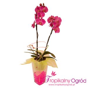 Orchidea w Szkle (KOD 108)