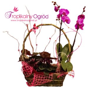 Coś Tropikalnego (KOD 118)