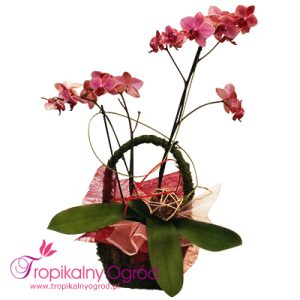 Storczyk w Koszyczku (KOD 121)