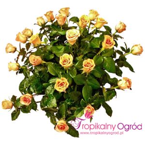 Róże Łososiowe (KOD 135)