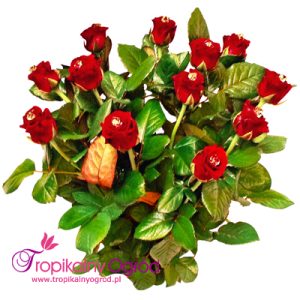 Kryształowy Blask (KOD 147)